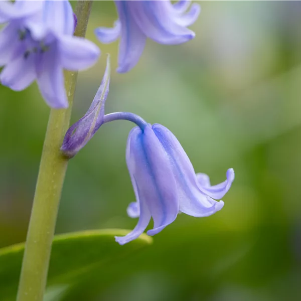 Hyacinthoides hispanica 'Excelsior'