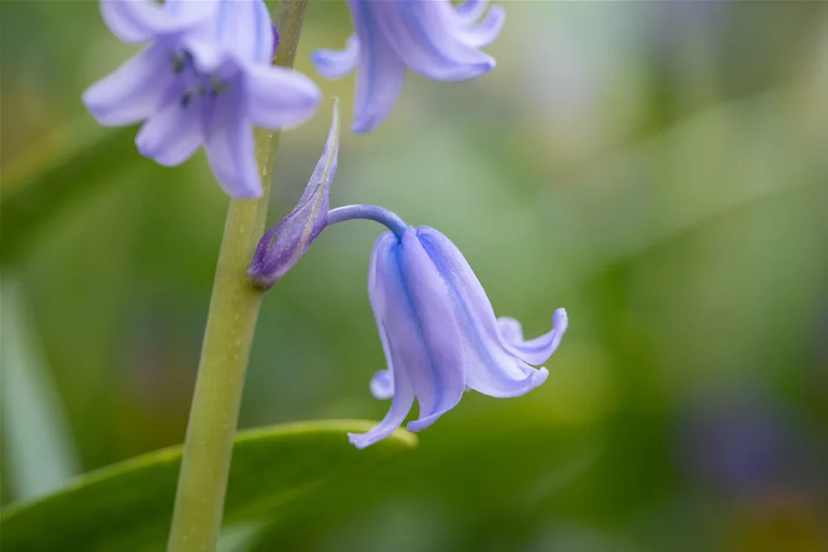 Hyacinthoides hispanica 'Excelsior'
