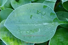 Hosta tokudama 'Blue Cadet'