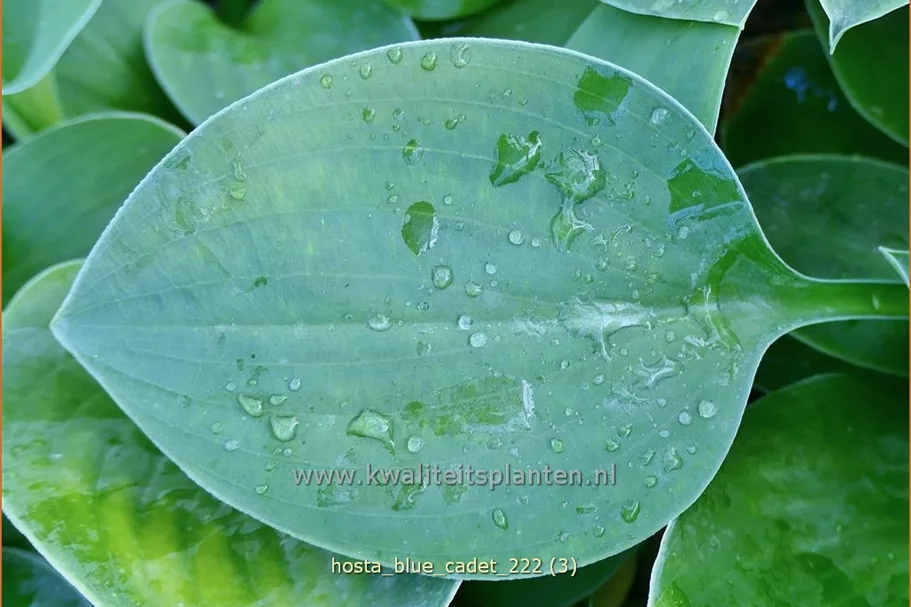 Hosta tokudama 'Blue Cadet'