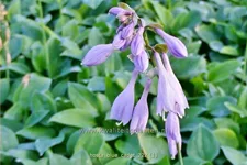 Hosta tokudama 'Blue Cadet'