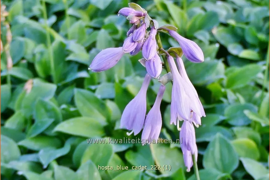 Hosta tokudama 'Blue Cadet'