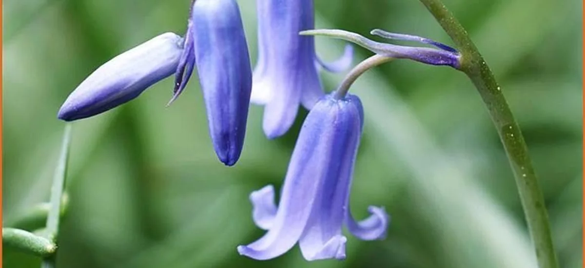 Hyacinthoides non-scripta