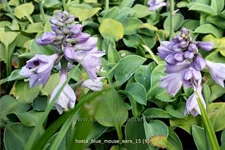 Hosta 'Blue Mouse Ears'