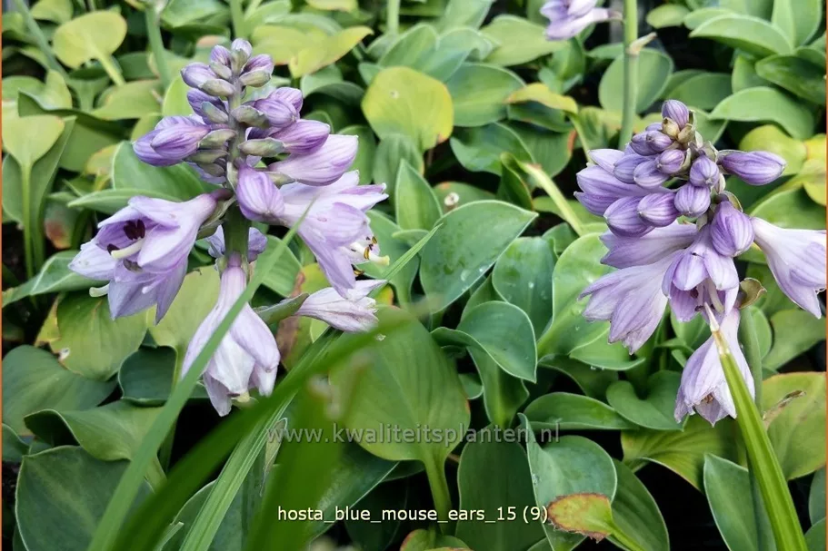 Hosta 'Blue Mouse Ears'