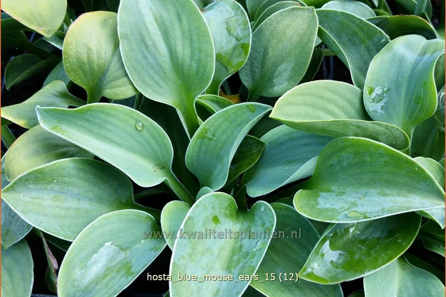 Hosta 'Blue Mouse Ears'