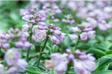 Hosta 'Blue Mouse Ears'