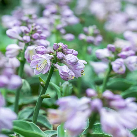 Hosta 'Blue Mouse Ears'