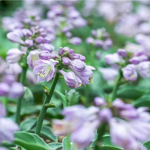 Hosta 'Blue Mouse Ears'