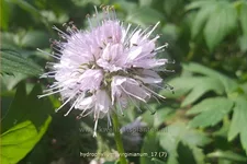 Hydrophyllum virginianum