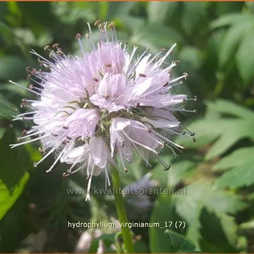 Hydrophyllum virginianum