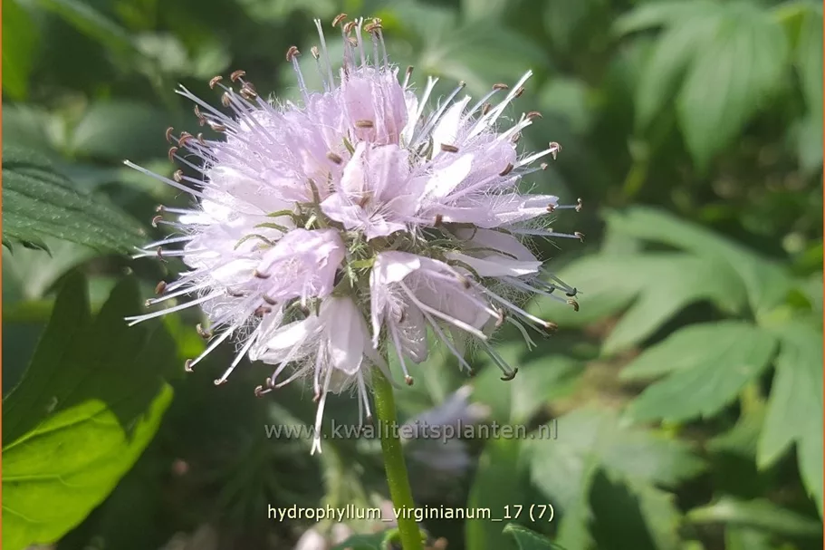 Hydrophyllum virginianum