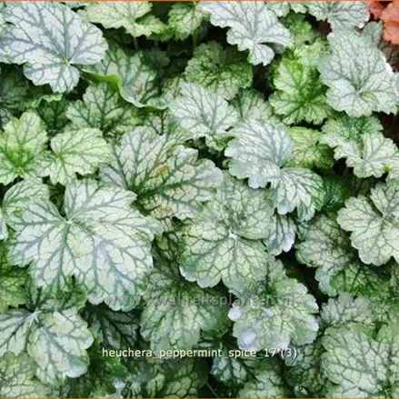 Heuchera 'Peppermint Spice'