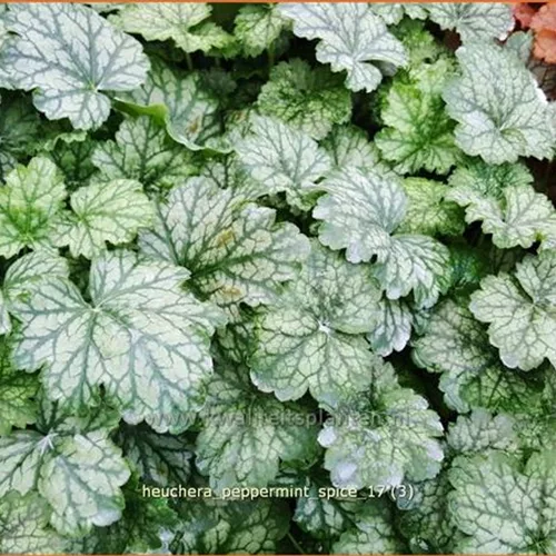 Heuchera 'Peppermint Spice'