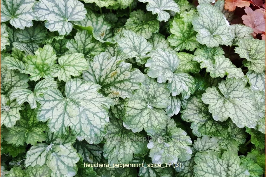 Heuchera 'Peppermint Spice'