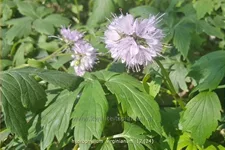 Hydrophyllum virginianum