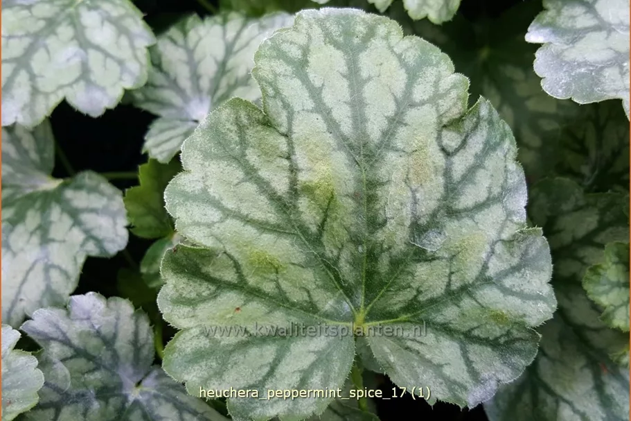 Heuchera 'Peppermint Spice'