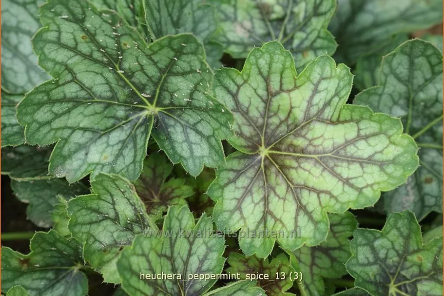 Heuchera 'Peppermint Spice'