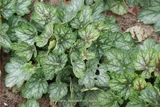 Heuchera 'Peppermint Spice'