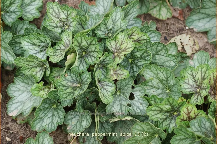 Heuchera 'Peppermint Spice'