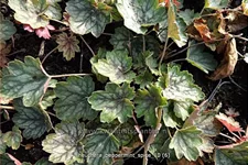 Heuchera 'Peppermint Spice'