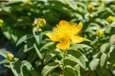 Hypericum calycinum