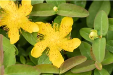 Hypericum calycinum