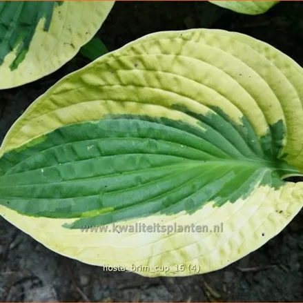Hosta 'Brim Cup'