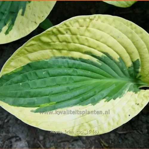 Hosta 'Brim Cup'