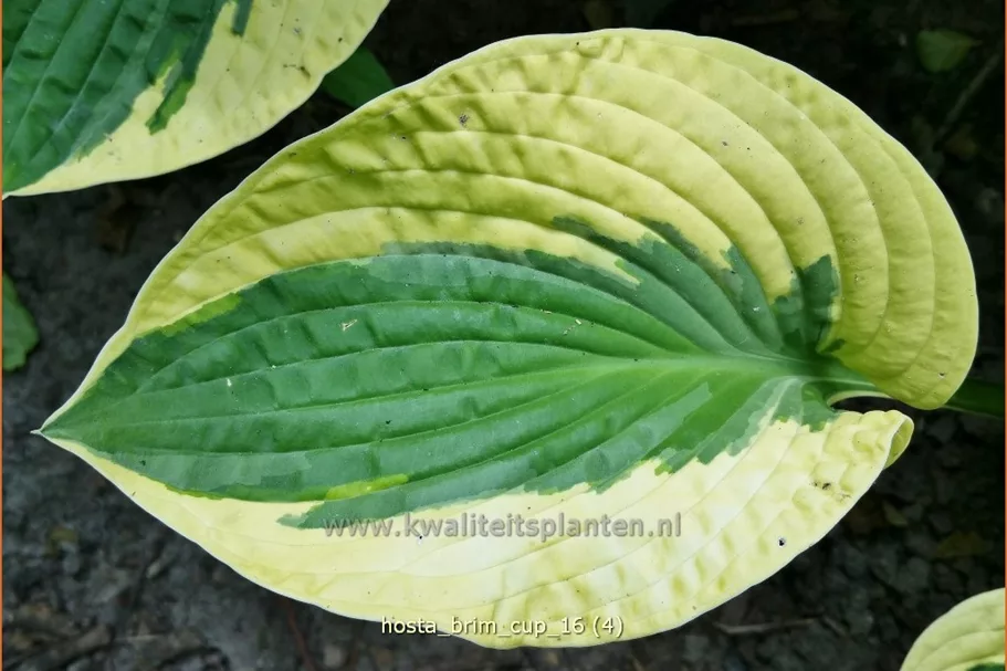 Hosta 'Brim Cup'