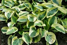 Hosta 'Brim Cup'