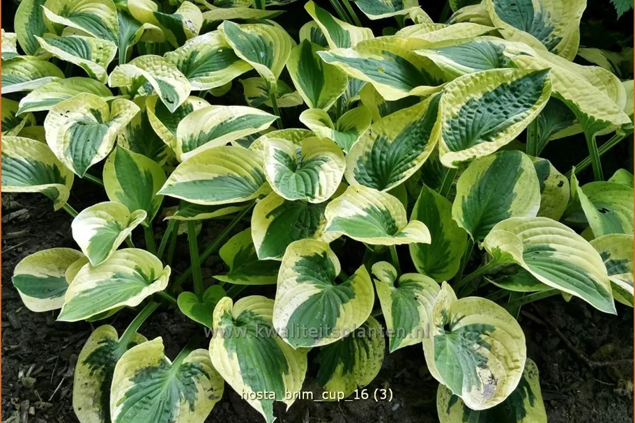 Hosta 'Brim Cup'