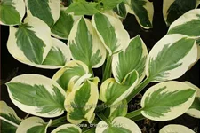 Hosta 'Brim Cup'