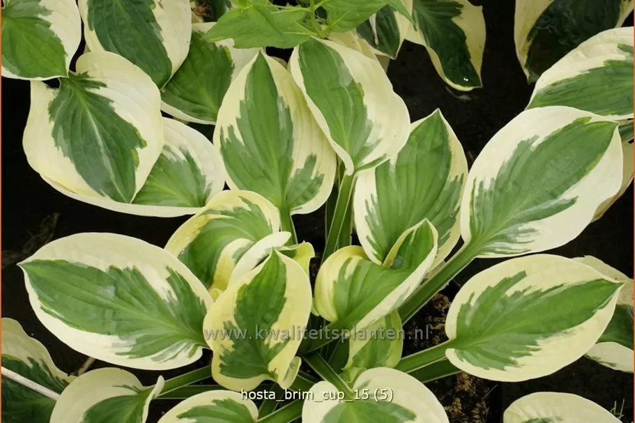 Hosta 'Brim Cup'