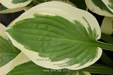 Hosta 'Brim Cup'