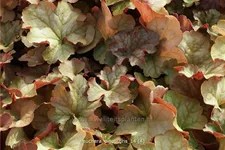 Heuchera 'Pinot Gris'