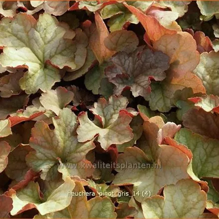 Heuchera 'Pinot Gris'