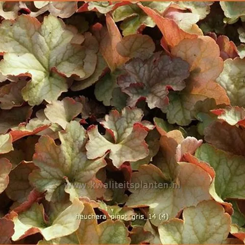 Heuchera 'Pinot Gris'
