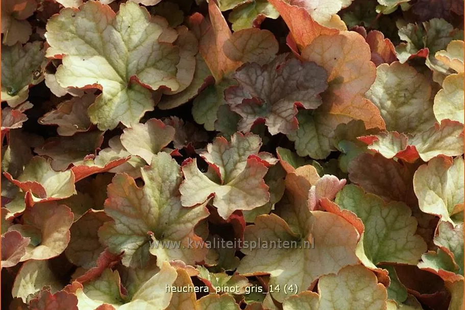 Heuchera 'Pinot Gris'