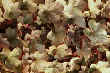 Heuchera 'Pinot Gris'