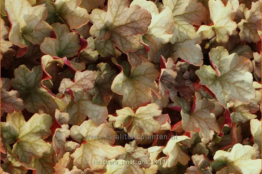 Heuchera 'Pinot Gris'
