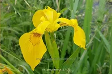 Iris pseudacorus