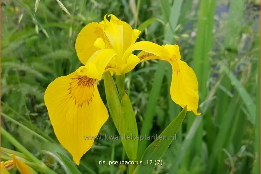 Iris pseudacorus