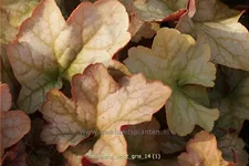 Heuchera 'Pinot Gris'