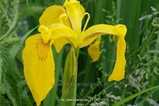 Iris pseudacorus