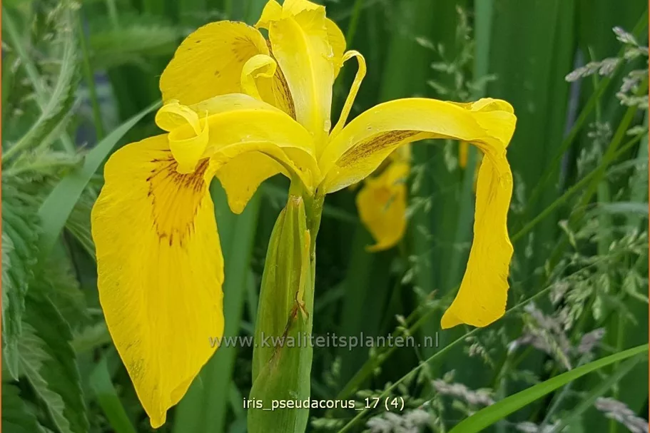 Iris pseudacorus