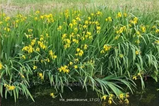 Iris pseudacorus