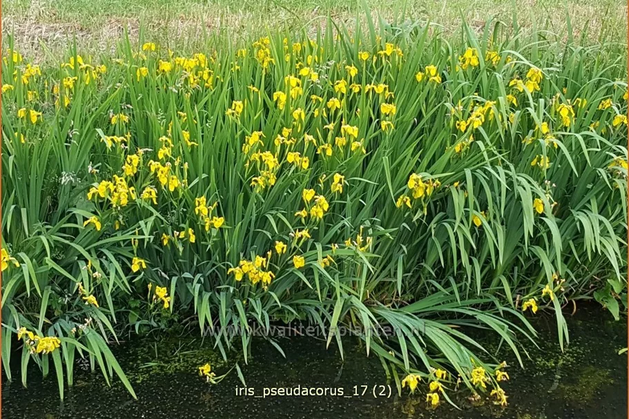Iris pseudacorus