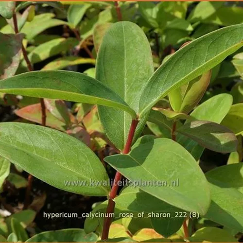 Hypericum calycinum 'Rose of Sharon'