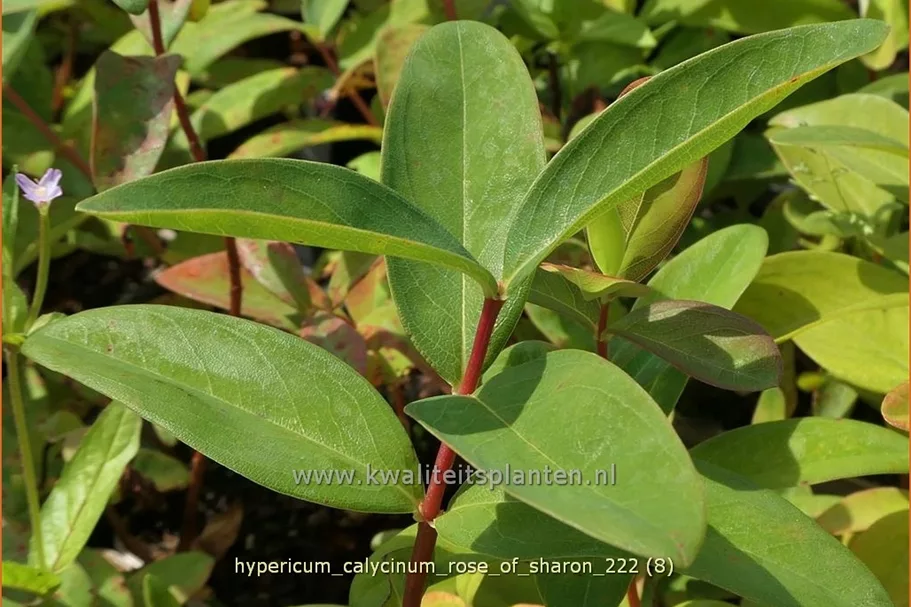 Hypericum calycinum 'Rose of Sharon' Staude im 9x9 cm Vierecktopf